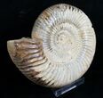 Large Perisphinctes Ammonite Fossil - Inches #6093-2